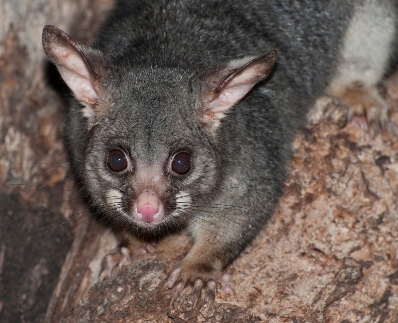Possum Removal Coastwide Pest Control