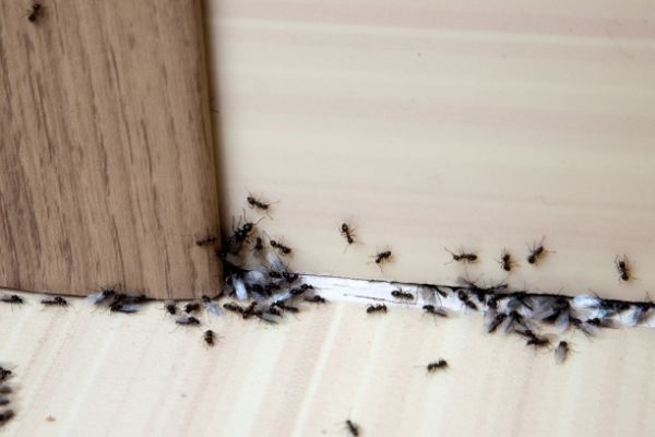 ant extermination hamlyn terrace