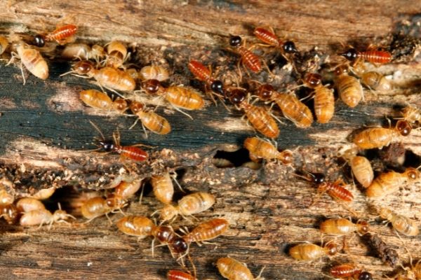 Termite exterminator central coast