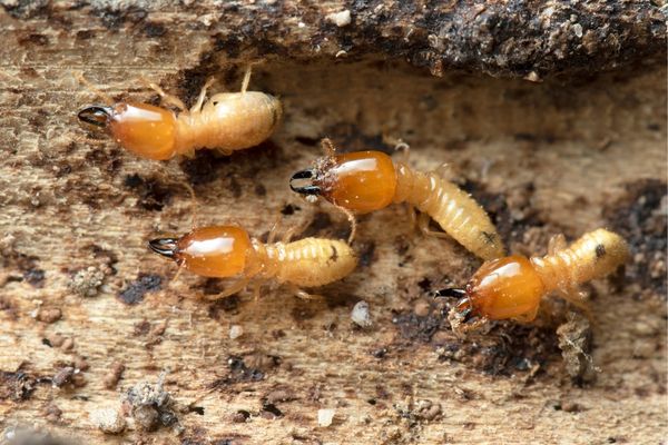 TERMITES