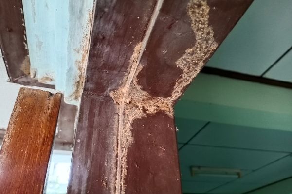 SIGNS OF TERMITES IN YOUR HOME