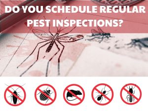 Regular Pest Inspections