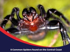 8 common spiders in the Central Coast