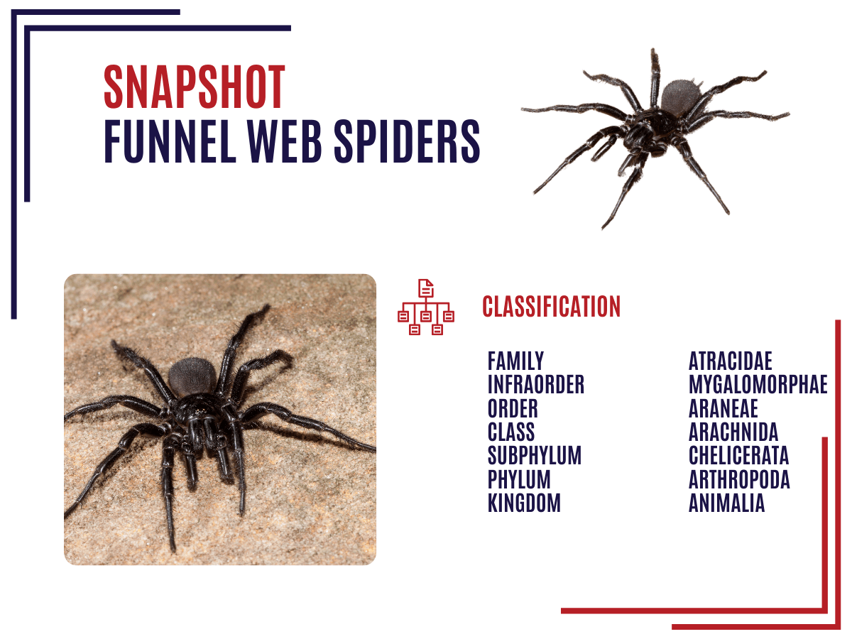 Funnel Web Spider Facts