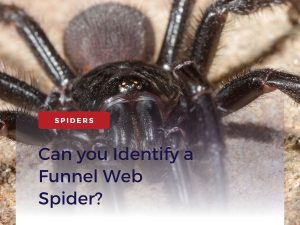 Funnel Web Spiders