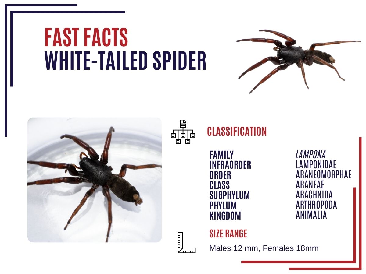 White-tailed spider