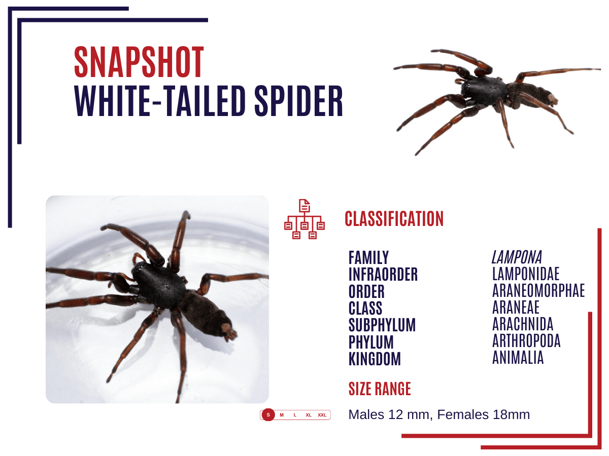 White tailed Spider Snapshot