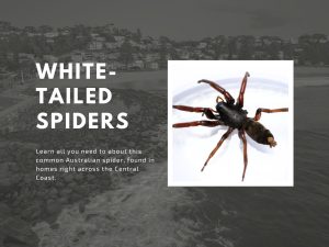 Common white-tailed spider