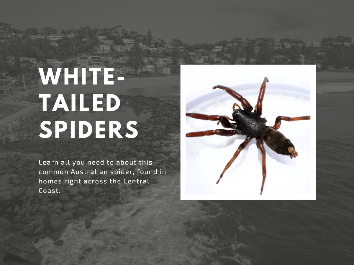 White-Tailed Spider | Common Australian Spiders