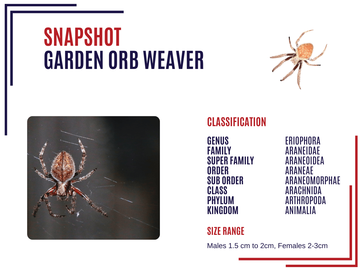 Garden Orb Weaver