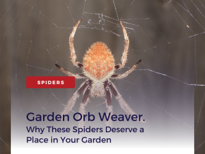 Garden Orb Weaver Spider