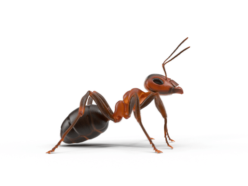 ants