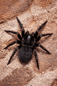 Black house spider