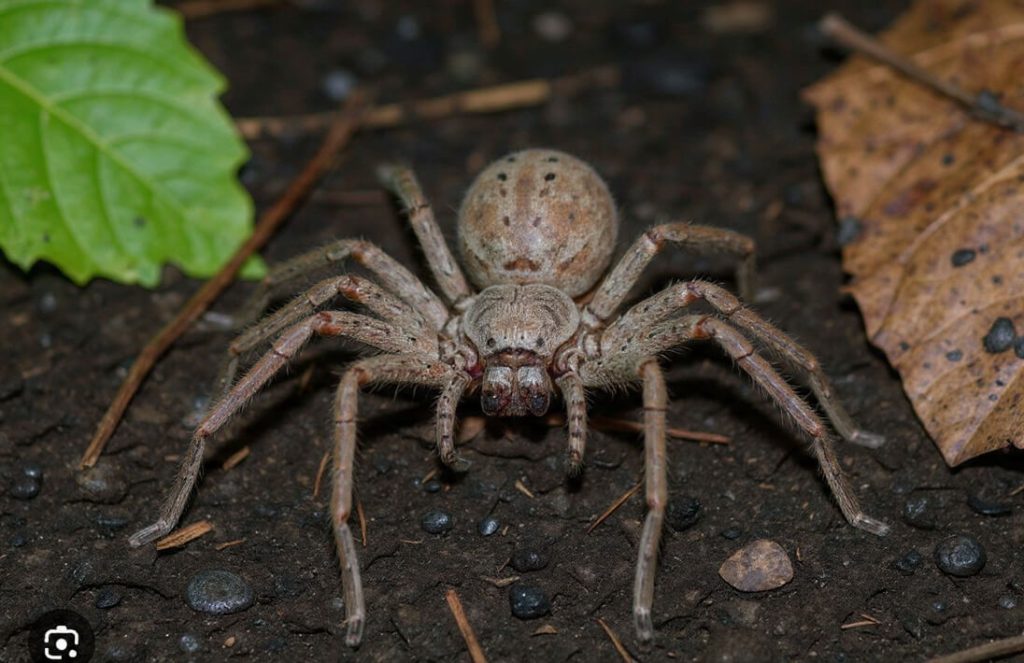 Huntsman Spider