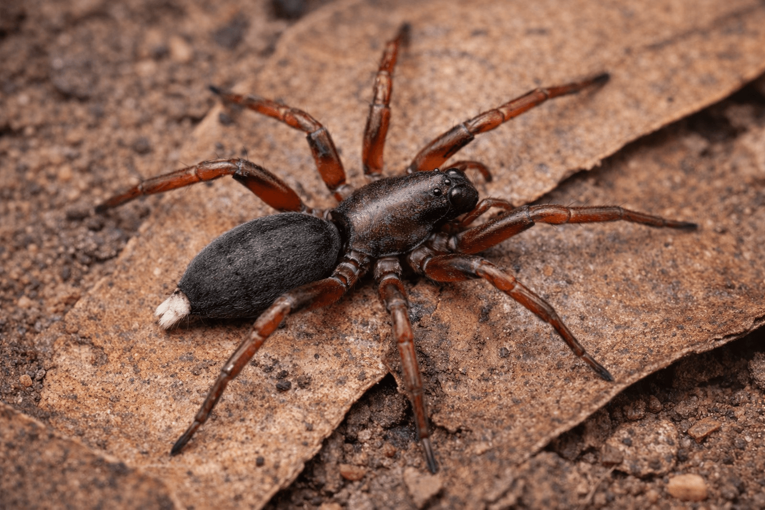 Whitetailed Spider