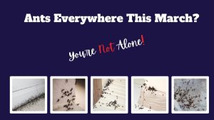 Why Ants Are So Bad on the Central Coast This March