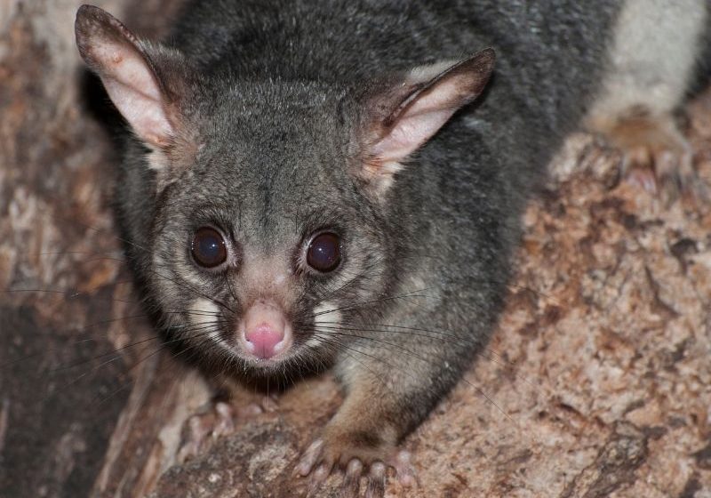 possum removal Hamlyn Terrace