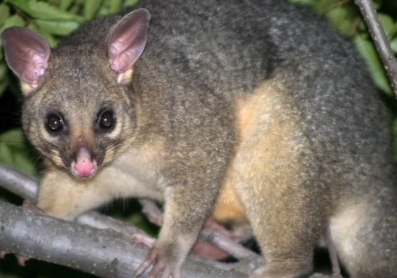 Possum Removal